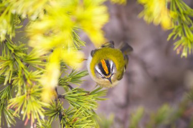 Sevimli kuş. Ortak Firecrest. Orman doğa arka plan.