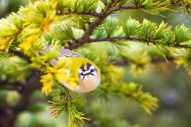 Sevimli kuş. Ortak Firecrest. Orman doğa arka plan.