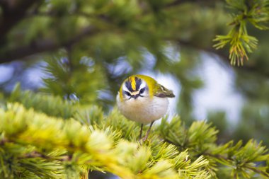 Sevimli kuş. Ortak Firecrest. Orman doğa arka plan.