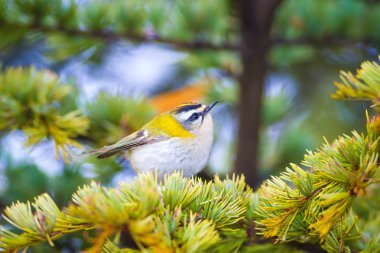 Sevimli kuş. Ortak Firecrest. Orman doğa arka plan.