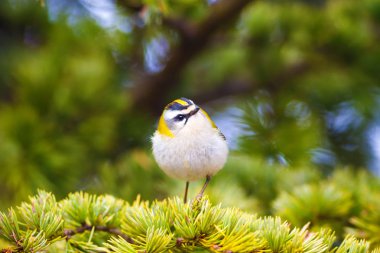 Sevimli kuş. Ortak Firecrest. Orman doğa arka plan.