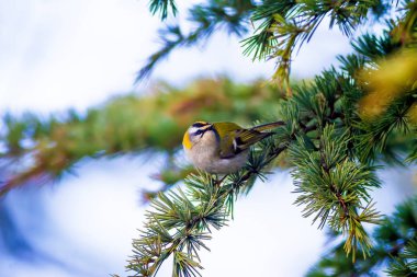Sevimli kuş. Ortak Firecrest. Orman doğa arka plan.