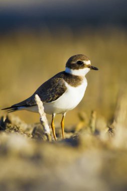 Tatlı küçük su kuşu. Ortak Ringed Plover. Charadrius hiaticula. Yeşil sarı doğa arka plan.