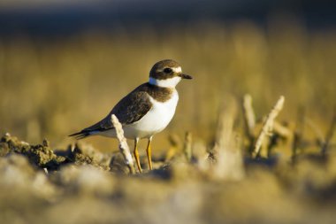 Tatlı küçük su kuşu. Ortak Ringed Plover. Charadrius hiaticula. Yeşil sarı doğa arka plan.