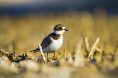 Tatlı küçük su kuşu. Ortak Ringed Plover. Charadrius hiaticula. Yeşil sarı doğa arka plan.