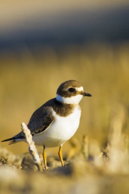 Tatlı küçük su kuşu. Ortak Ringed Plover. Charadrius hiaticula. Yeşil sarı doğa arka plan.