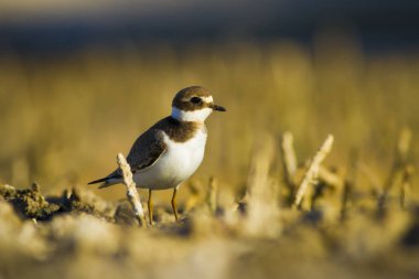 Tatlı küçük su kuşu. Ortak Ringed Plover. Charadrius hiaticula. Yeşil sarı doğa arka plan.