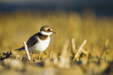 Tatlı küçük su kuşu. Ortak Ringed Plover. Charadrius hiaticula. Yeşil sarı doğa arka plan.