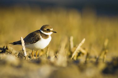 Tatlı küçük su kuşu. Ortak Ringed Plover. Charadrius hiaticula. Yeşil sarı doğa arka plan.