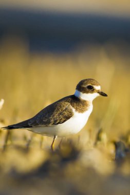 Tatlı küçük su kuşu. Ortak Ringed Plover. Charadrius hiaticula. Yeşil sarı doğa arka plan.