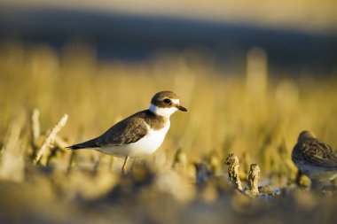 Tatlı küçük su kuşu. Ortak Ringed Plover. Charadrius hiaticula. Yeşil sarı doğa arka plan.
