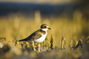 Tatlı küçük su kuşu. Ortak Ringed Plover. Charadrius hiaticula. Yeşil sarı doğa arka plan.