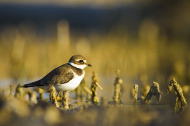 Tatlı küçük su kuşu. Ortak Ringed Plover. Charadrius hiaticula. Yeşil sarı doğa arka plan.