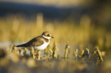 Tatlı küçük su kuşu. Ortak Ringed Plover. Charadrius hiaticula. Yeşil sarı doğa arka plan.