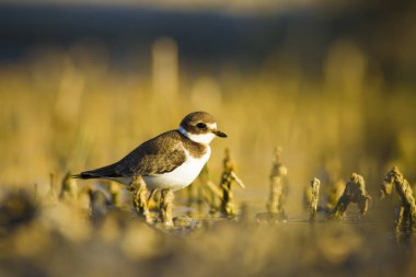 Tatlı küçük su kuşu. Ortak Ringed Plover. Charadrius hiaticula. Yeşil sarı doğa arka plan.