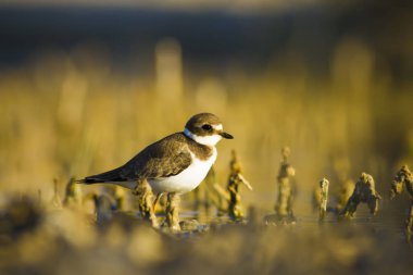 Tatlı küçük su kuşu. Ortak Ringed Plover. Charadrius hiaticula. Yeşil sarı doğa arka plan.