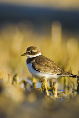 Tatlı küçük su kuşu. Ortak Ringed Plover. Charadrius hiaticula. Yeşil sarı doğa arka plan.