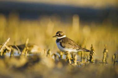 Tatlı küçük su kuşu. Ortak Ringed Plover. Charadrius hiaticula. Yeşil sarı doğa arka plan.