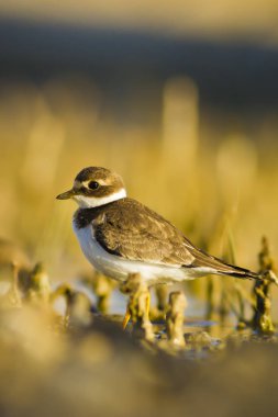Tatlı küçük su kuşu. Ortak Ringed Plover. Charadrius hiaticula. Yeşil sarı doğa arka plan.