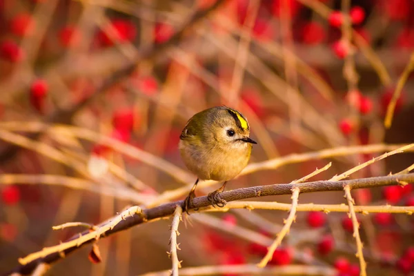 Uccellino Carino Firecrest Sfondo Foresta Verde — Foto Stock