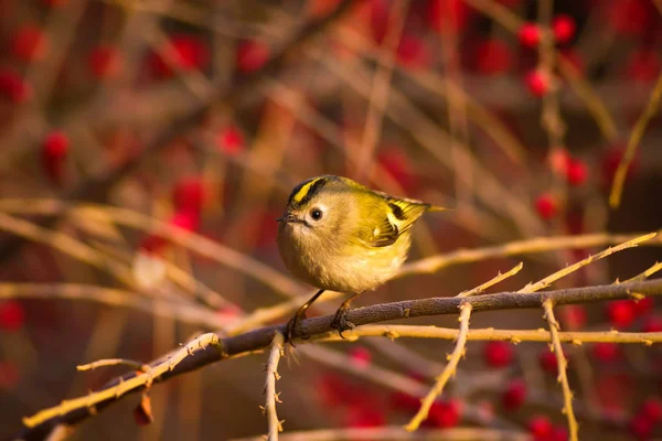 Χαριτωμένο Πουλάκι Firecrest Φόντο Πράσινου Δάσους — Φωτογραφία Αρχείου