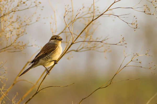 Joli Petit Oiseau Fond Naturel Pie Grièche Dos Rouge Lanius — Photo