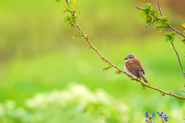 Niedlicher Kleiner Vogel Natur Hintergrund Vogel Rotrückenwürger Die Geheimen Absprachen — Stockfoto