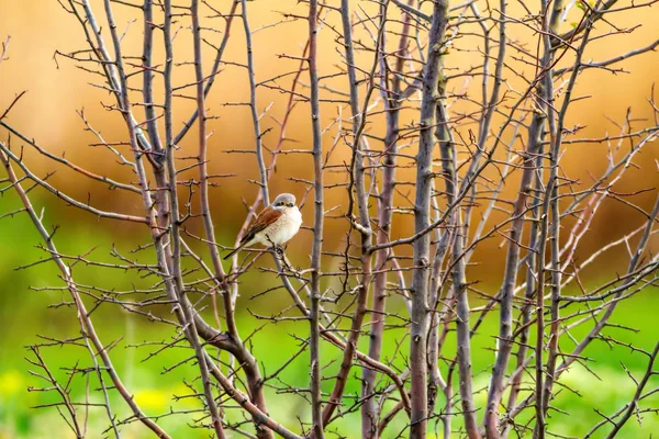 Cute Małego Ptaka Tło Przyrodnicze Ptak Dzierży Czerwony Lanius Collurio — Zdjęcie stockowe