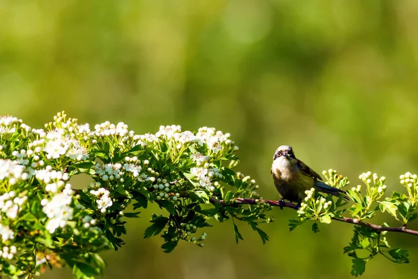 Симпатичная Птица Гнездо Зеленый Природный Фон Обычная Птица Евразийский Маятниковый — стоковое фото