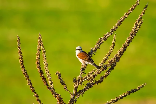 Cute little bird. Nature background. Bird: Red backed Shrike. Lanius collurio.