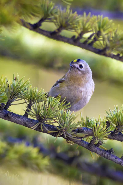 可爱的小鸟火峰 绿色森林背景 — 图库照片