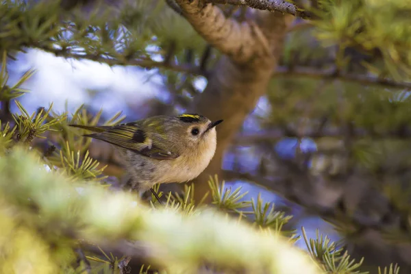 Söt Liten Fågel Firecrest Grönskogs Bakgrund — Stockfoto