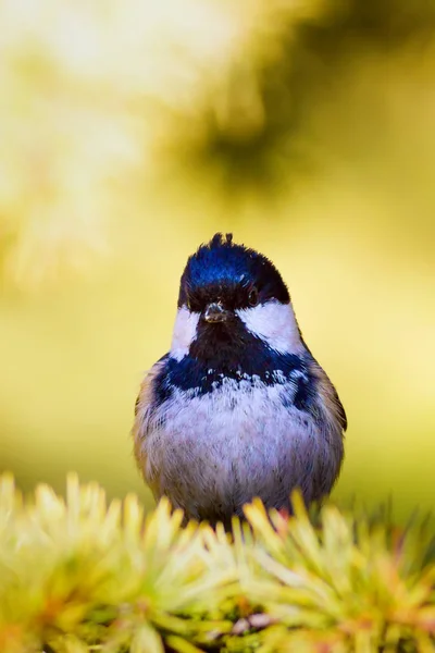 Joli Petit Oiseau Fond Naturel Parc Jardin Forêt Oiseau Charbon — Photo