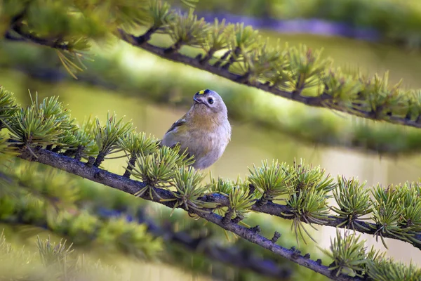 Sevimli küçük kuş Firecrest. Yeşil orman arka planı.  