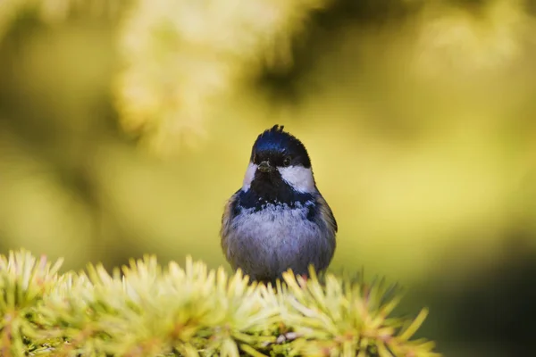 Cute little bird. Nature background. Park, garden forest bird: Coal tit.