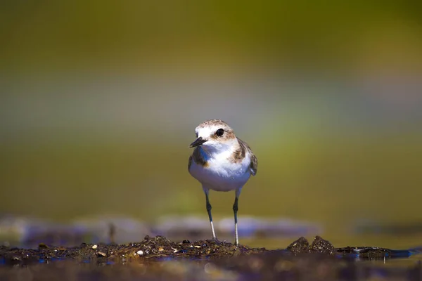 湿地の生息地と水鳥 カラフルな自然の生息地の背景 — ストック写真