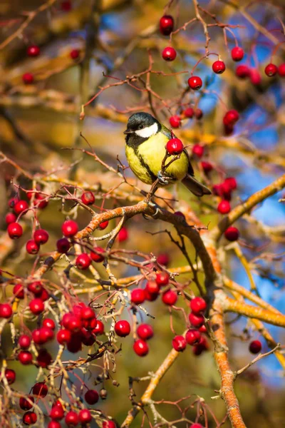 Nature and little bird. Colorful nature habtat background.