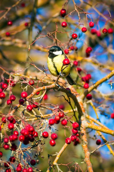Przyroda Mały Ptak Kolorowa Natura Habtat Tło — Zdjęcie stockowe
