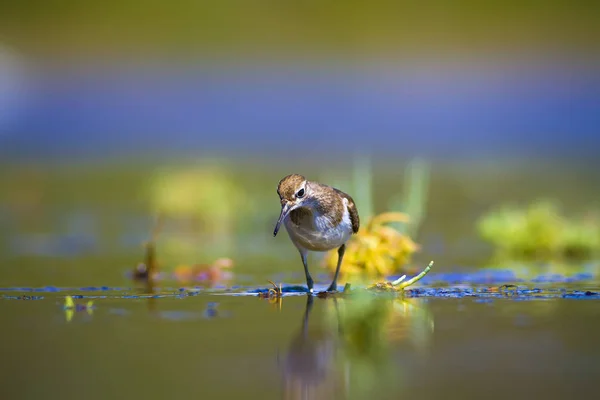 Våtmarkshabitat Och Vatten Fågel Färgglada Naturliga Habitat Bakgrund — Stockfoto