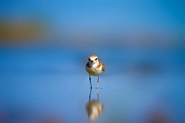 Sulak Alan Yaşam Alanı Kuşu Renkli Doğal Yaşam Arka Planı — Stok fotoğraf