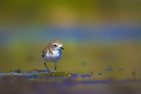 Wetland Habitat Water Vogel Kleurrijke Natuurlijke Habitat Achtergrond — Stockfoto