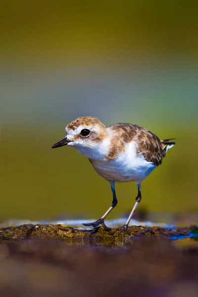 Wetland Habitat Water Vogel Kleurrijke Natuurlijke Habitat Achtergrond — Stockfoto
