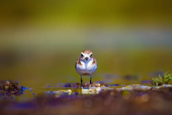 Siedlisko Podmoczy Ptak Wodny Kolorowe Tło Siedlisk Przyrodniczych — Zdjęcie stockowe