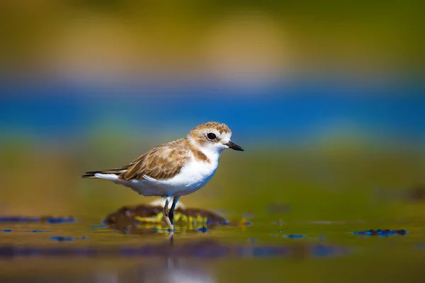 湿地の生息地と水鳥 カラフルな自然の生息地の背景 — ストック写真