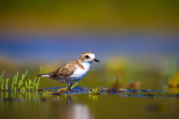 Wetland habitat and water bird. Colorful natural habitat background.