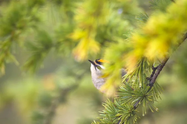 Niedlicher Vogel Gemeinsames Feuerwerk Wald Natur Hintergrund — Stockfoto