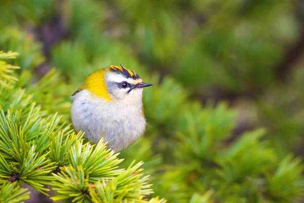 Sevimli kuş. Ortak Firecrest. Orman doğa arka plan.