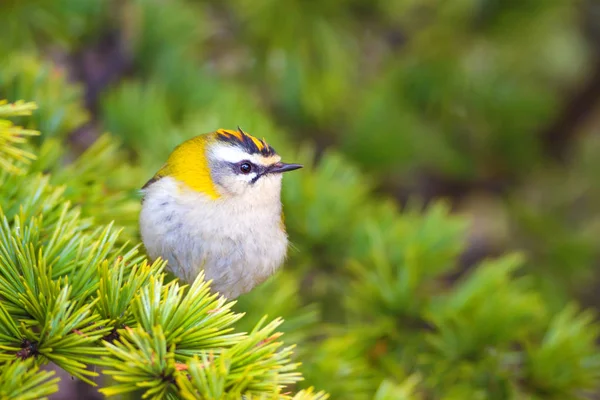 Leuke Vogel Gemeenschappelijke Firecrest Bos Natuur Achtergrond — Stockfoto
