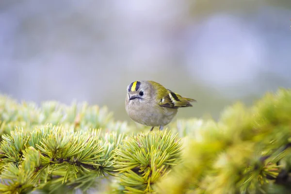 Sevimli küçük kuş Firecrest. Yeşil orman arka planı.  