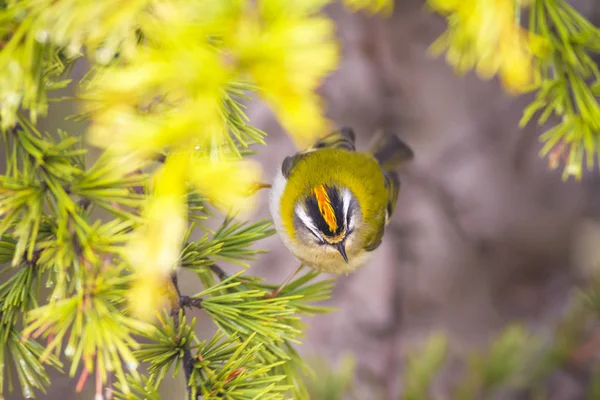 Sevimli kuş. Ortak Firecrest. Orman doğa arka plan.